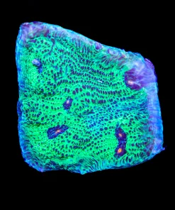 Blue Avatar Chalice Large Frag (Mv3)