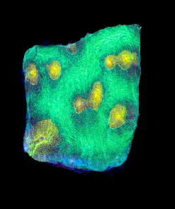 LARGE Space Invador Chalice Coral Frag  (Row #76:B)