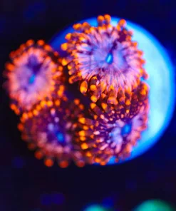 Wysiwyg Utter Chaos Zoanthids x 4[F40]
