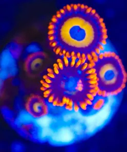 Wysiwyg Small Blue Eyed Blond Zoa Frag [F42]