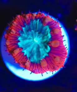 Wysiwyg Ruby Red Blastomussa Frag [F44]