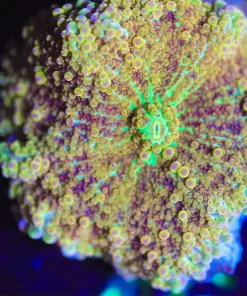 Wysiwyg Golden Ricordea Yuma *One Of A Kind* [F46]