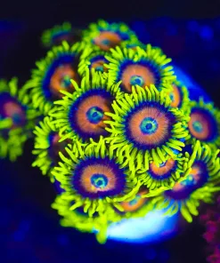 Wysiwyg Super Saiyan Zoanthid Frag  Many Heads [F48]