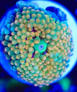 Wysiwyg Small Florida Ricordea Frag [F52]