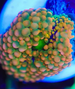 Wysiwyg Small Florida Ricordea Frag  [F53]