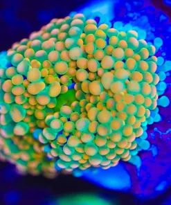 Wysiwyg Small Florida Ricordea Frag  [F54]