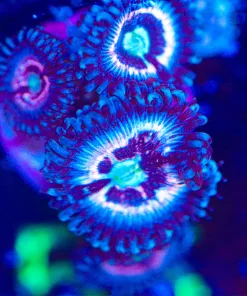 Wysiwyg 3x Pink Interstellar Frag [F55]