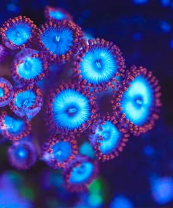 Wysiwyg Blue Mouth Zoanthid Frag [F65]