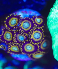 Wysiwyg Wolverina Zoanthid Frag [F66]