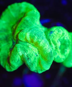 Wysiwyg Kryoptonite Trumpet Coral Frag [F67]