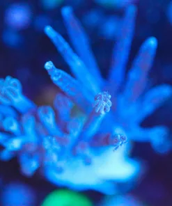 Wysiwyg  Cespitularia Coral Frag [F69]