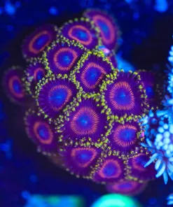 Wysiwyg Japanese Eagle Zoanthid Frag  *Lots of heads* [F72]