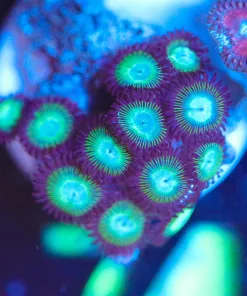 Wysiwyg Green Hypno Zoanthid Coral Frag [F74]