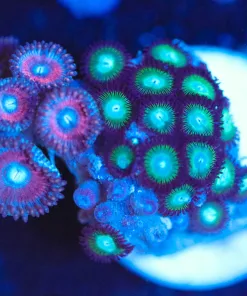 Wysiwyg Combo Zoanthid Frag [F75]