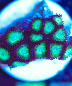Wysiwyg Green Hypno Zoanthid Frag [F77]