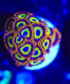 Wysiwyg FRuti Loops Zoanthid Frag [F78] *Lots of Heads*