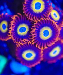 Wysiwyg Blue Eyed Blond Zoanthid Frag [F79] *Lots of heads*