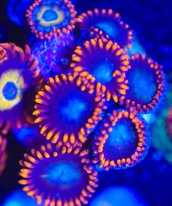 Wysiwyg Zoanthid Frag[F80]