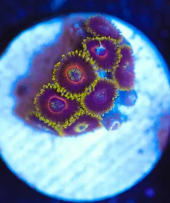 Wysiwyg Zoanthid Frag [F85]