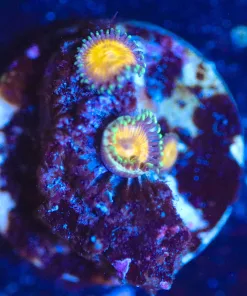 Wysiwyg TINY Zoa Frag [F87]