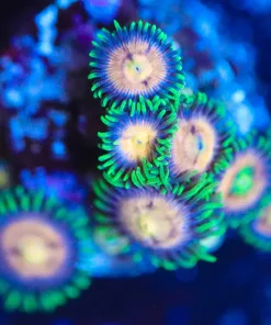 Wysiwyg Zoanthid Frag [F88]