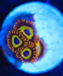 Wysiwyg Zoanthid Frag [F89]