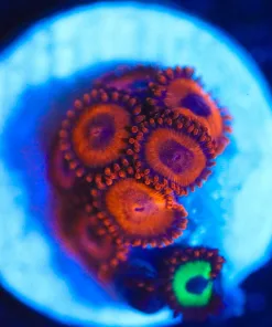 Wysiwyg Zoanthid Frag [F91]