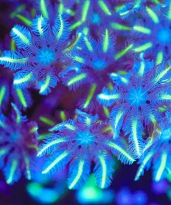 Wysiwyg XL Yellow Palm Clove Poylp Frag [F92] SO many stalks