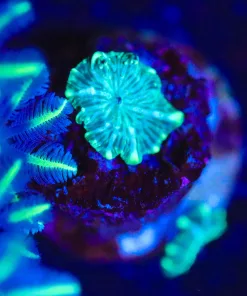 Wysiwyg TINY Mushrooms Frag [F93]