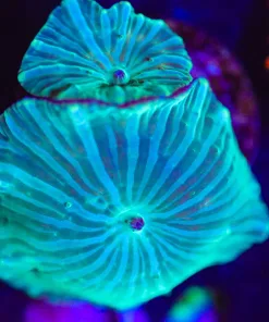 Wysiwyg  2x Green Velvet Mushroom Frag  [F94]