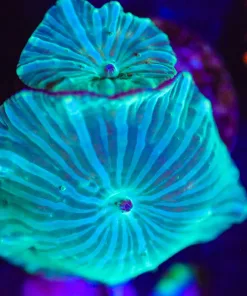 Wysiwyg  2x Green Velvet Mushroom Frag  [F94]