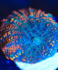 Wysiwyg Rhodactis Mushroom Frag [F95]