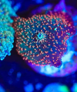 Wysiwyg Interstellar Mushroom Frag [F96]