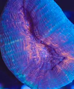 Wysiwyg Lobo Frag [F98]