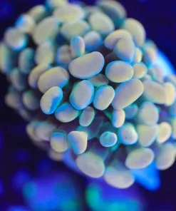 Wysiwyg Golden Hammer Coral Frag [F99]