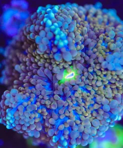 Wysiwyg Ricordea Florida Frag [F100]