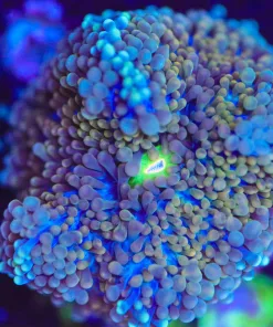 Wysiwyg Ricordea Florida Frag [F100]