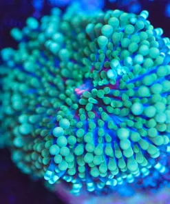 Wysiwyg Ricordea Florida Frag [F101]