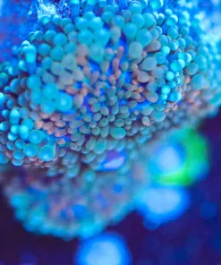 Wysiwyg Ricordea Florida Frag [F103]