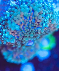 Wysiwyg Ricordea Florida Frag [F103]