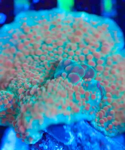 Wysiwyg Orange Bumpy Mushroom Frag [F104]