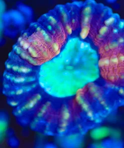 WysiwygTri Color Lobo Coral Frag [F105]