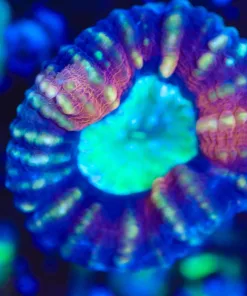 WysiwygTri Color Lobo Coral Frag [F105]