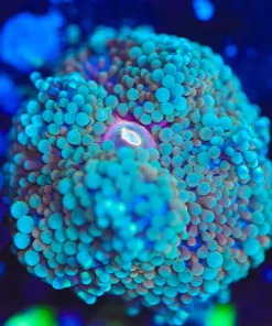 Wysiwyg Florida Ricordea  [F107]