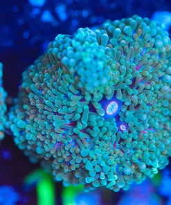 Wysiwyg Florida Ricordea Frag [F108]