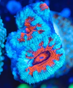 Wysiwyg Acan Frag [F109]