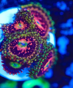 Wysiwyg Marvin The Martian Zoa Frag [F112]