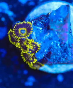 Wysiwyg Tiny Black Hornet Zoa Frag [F113]