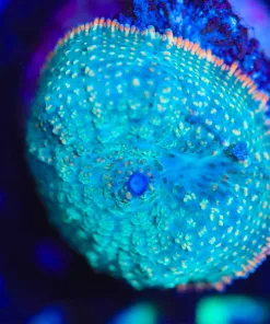 Wysiwyg Mushroom Frag [F115]