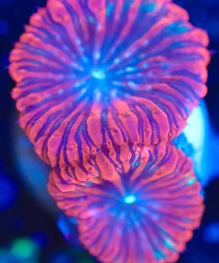 Wysiwyg 2x Blue Night Blastomussa Frag [F116]